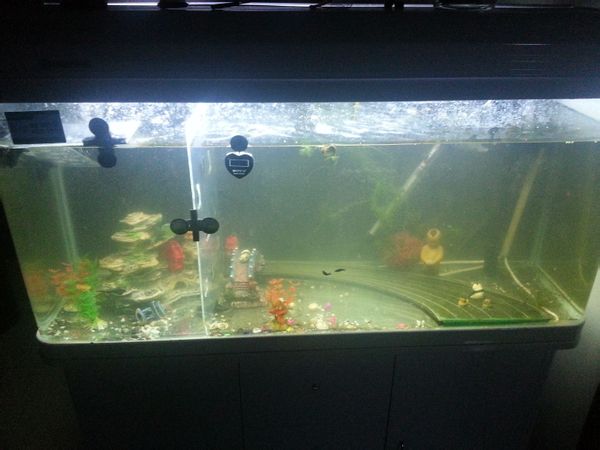鱼缸有青苔展示图